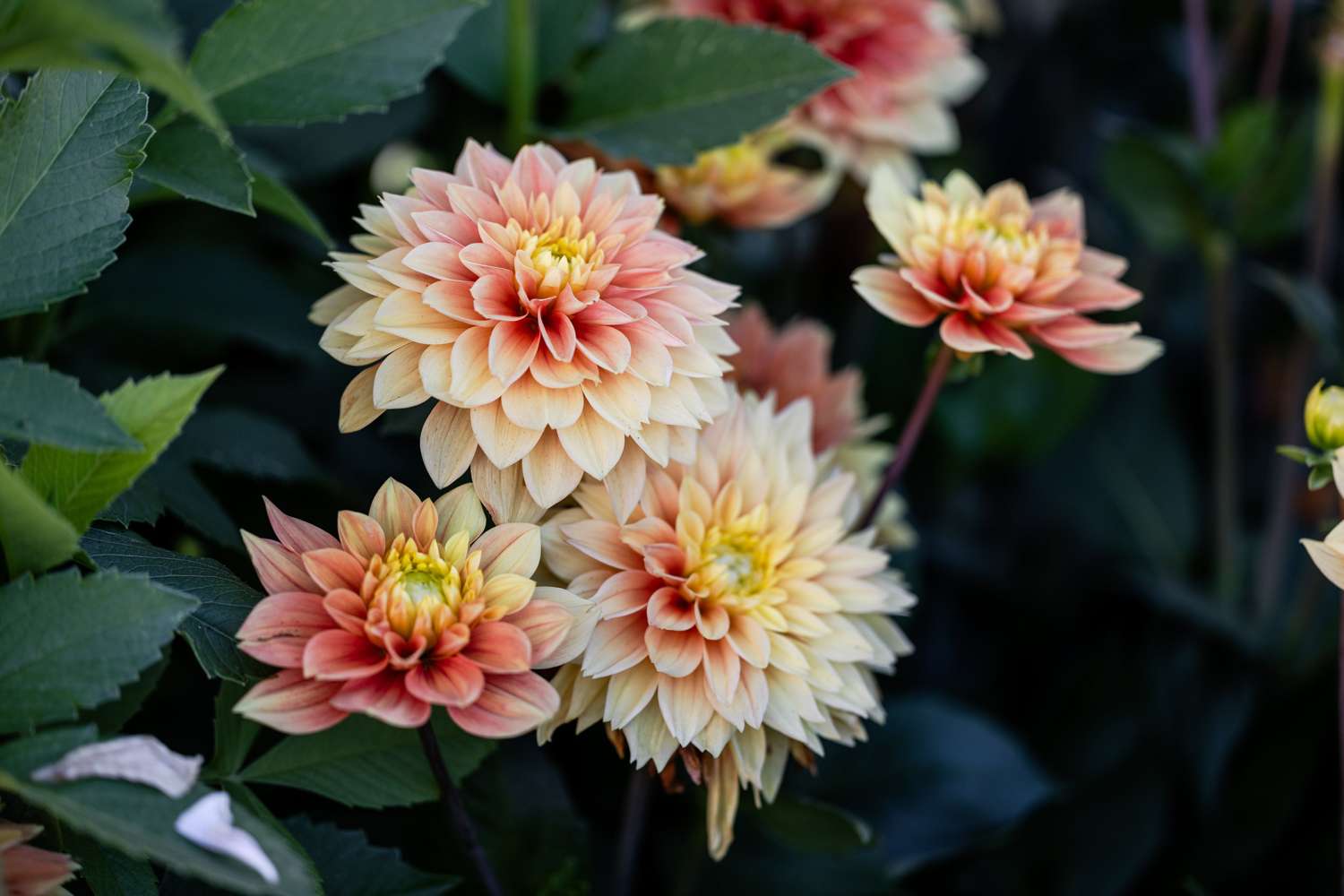 Daalia 'Sunset Tropicana'